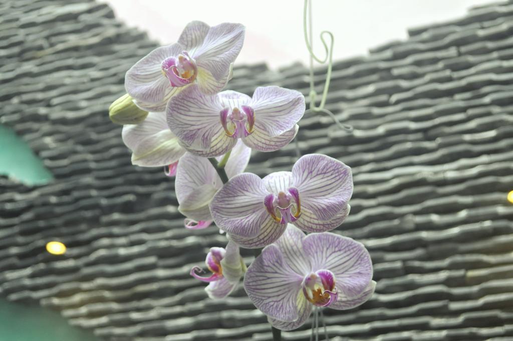 Green Coco Homestay Hoi An Zimmer foto